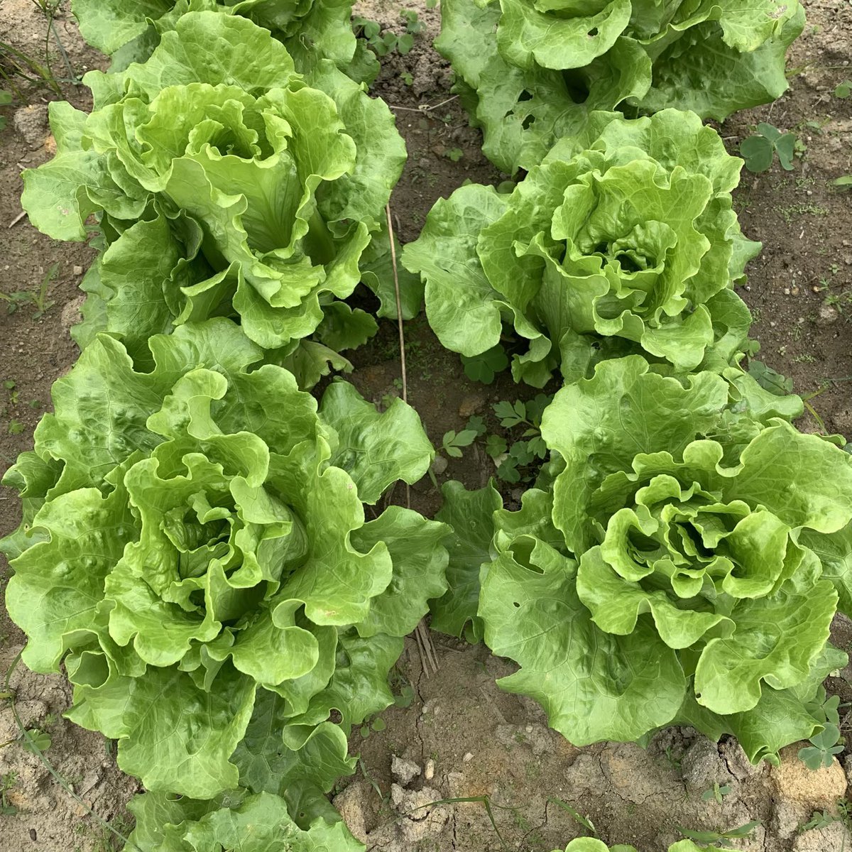 BrightBirdBio's tweet image. 賣菜

農場一向不做零售賣菜，因為想更多人親身感受了解耕種的過程和真實地實踐 biodynamic 的知識，所以農場一向實行 CSA 會員來供應蔬菜而不作零售。

brightbirdbio.com/?p=3330