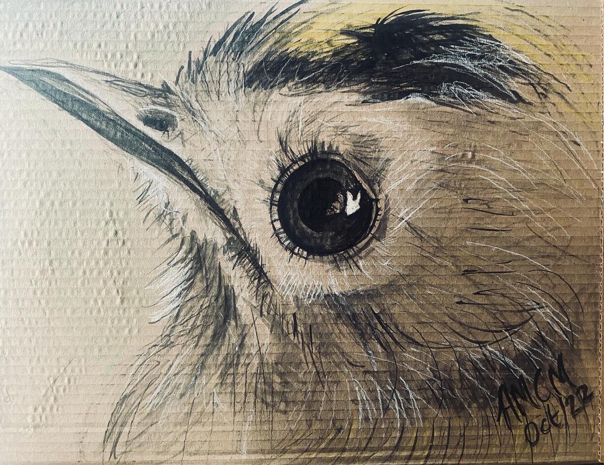 Got a small table top press for xmas &amp; have done my first attempt at a lino print. A crow. So different to sketching - looking forward to experimenting in 2024. #art #birds #printing #craft #wildlife #nature #linoprint