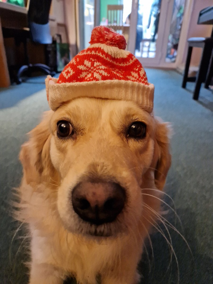 MillieDog12's tweet photo. Ho ho ho. https://t.co/cfyFMrHOiK