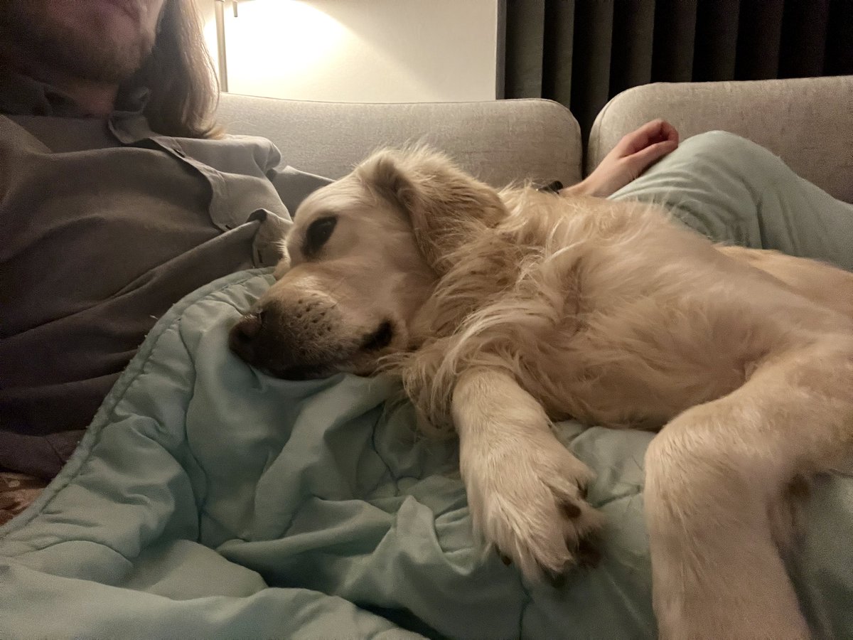 When getting closer to dad doesn’t get rid of the scary fireworks 😭 

My poor boy really doesn’t like this time of year 🎆