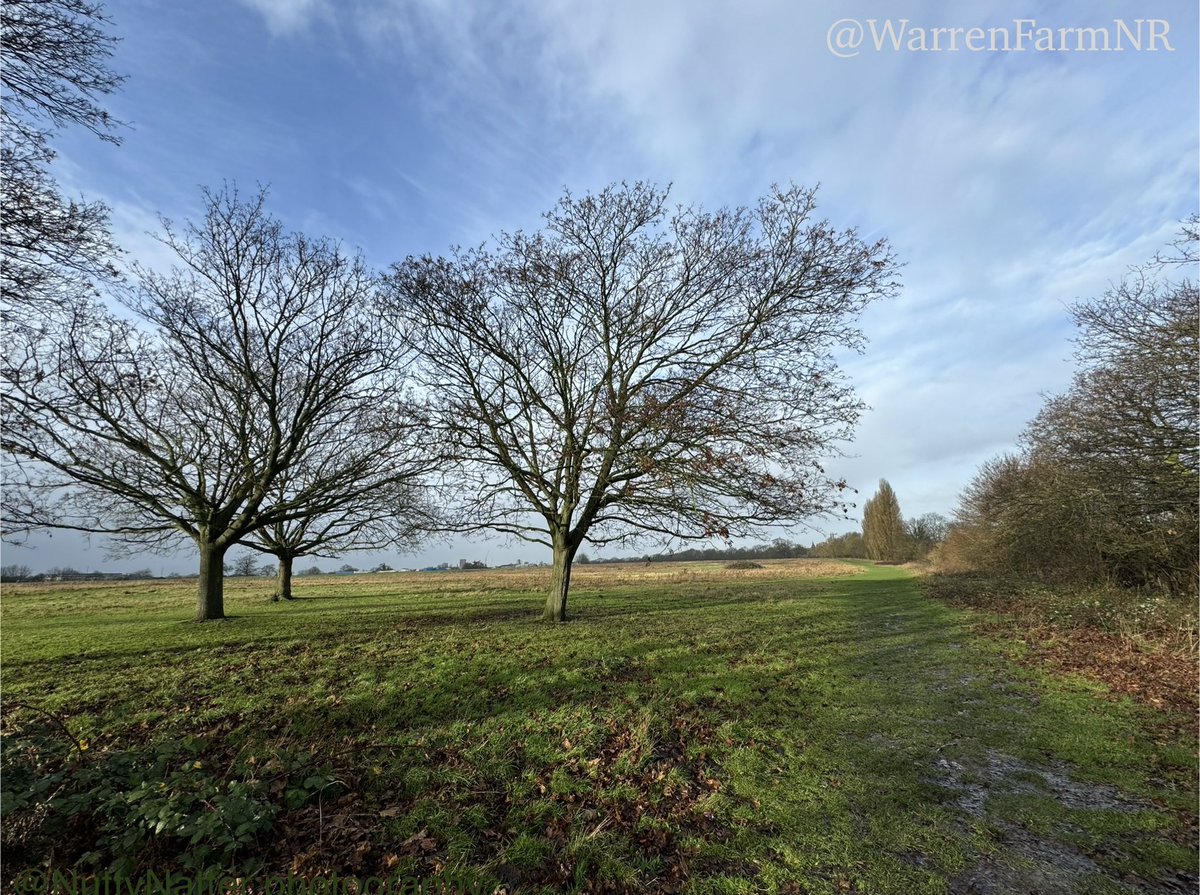 WarrenFarmNR's tweet photo. The start of a #WarrenFarmNR #winter walk💚With its wide open expanse encouraging a deep breath to be taken, surrounded by trees &amp; ancient hedgerows alive with birds, knowing that wildflower seeds are lying in wait beneath each step taken🌼@EalingCouncil pls don’t #dewild us🙏🏼 https://t.co/4tVXNoQHMA