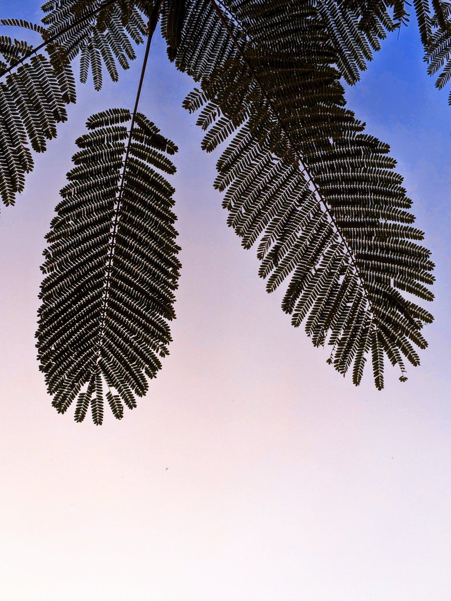 iJay_1700's tweet image. Leaves Photography 
#teampixel #pixelshot #naturephotography #nature #photography #naturelovers #photooftheday #landscape #travel #love #picoftheday #landscapephotography #beautiful #photographer #sunset #naturelover #birds #perfection #flowers #macro #art #sky  #mountains #like