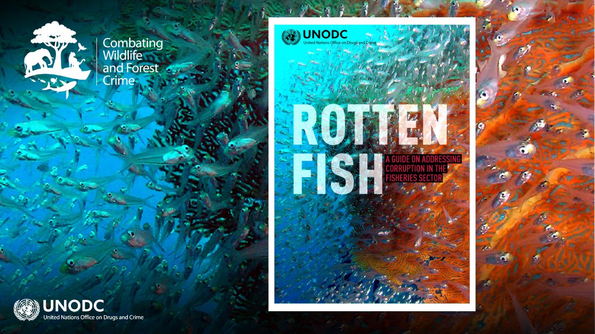 Corruption is an endemic problem undercutting the fight against #crimesinfisheries. 

UNODC's #RottenFish guide supports policymakers with identifying legal & regulatory frameworks susceptible to corruption, and to act to address those weaknesses bit.ly/2Sr13OW