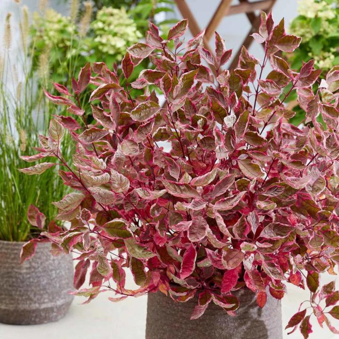 marshallsgardn's tweet photo. Our Top Picks for Winter! ❄️
1. Callicarpa Bodinieri 'Snowqueen'®
2. Sarcococca Hookeriana 'Purple Stem'
3. Cornus alba 'Miracle' - 9cm Plant
#WinterGardenMagic #WinterPlants #GardenPlants https://t.co/PSYLUn37T1