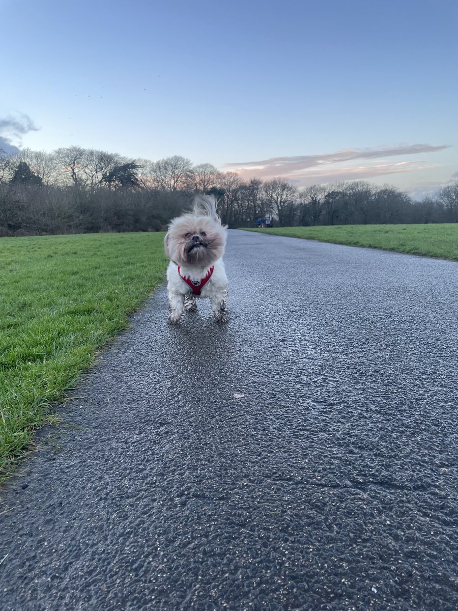 Shakey shake shake on my walk today at #Arrowepark with the dads 🐾