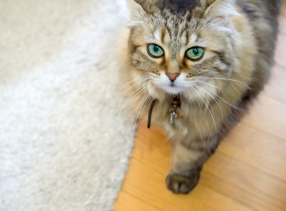 kazupage's tweet photo. 相変わらず目力が強い愛猫ミーちゃん😺

#ねこ #猫のいる暮らし #sony6100
#フェリシモ猫部  #にゃんだふるらいふ
#ニャンスタグラム #nagoya #名古屋 https://t.co/fuvJuYGOHs
