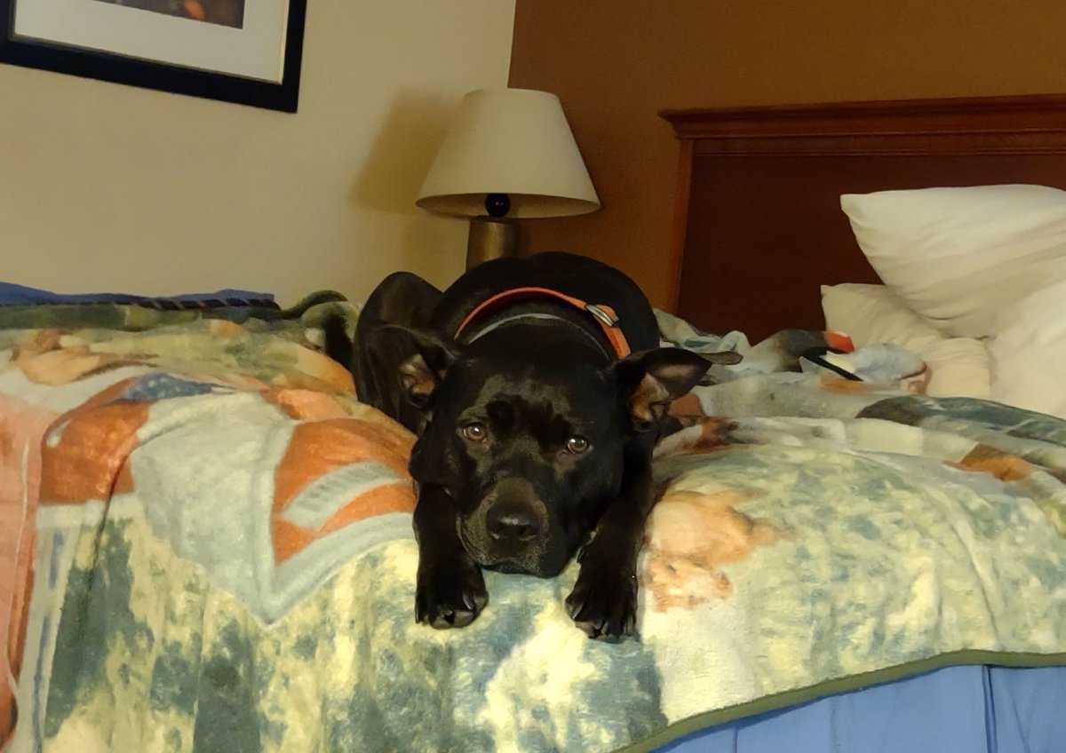 Jeffsviewofit's tweet photo. @TweeetsOfDogs Hi Boomer, meet Koko, a fellow rescue. https://t.co/0jRxkTPzZE