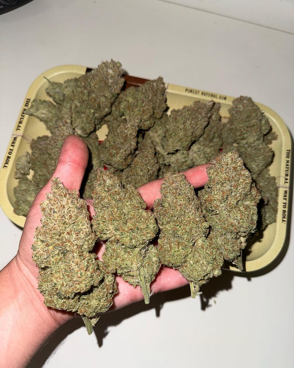 🎅Special giveaway!🎅 3 winners! 
We are giving away:
🎄Christmas Socks!
+ 10 seeds of the award-winning Fast_Buds
 genetics  that are available on our official website
+ Eco-friendly 420 Jar
+ Grower Gloves
+ Geotextile Pot
🚨Rules~
• Follow fast_buds
• Tag 3 friends 
• Like