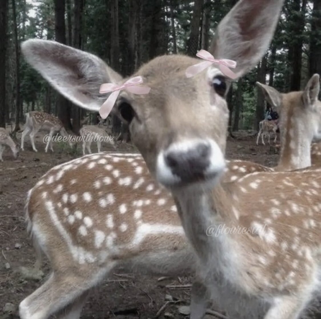⌢⌢⌢⌢⌢⌢⌢⌢⌢⌢⌢⌢ ﹉﹉﹉﹉﹉୨୧﹉﹉﹉﹉﹉ deer / fawn