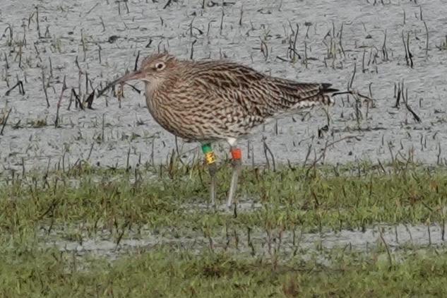 Among the 25 curlew at the Watermill this morning was this colour ringed bird previously seen in Porthcawl in November by Mike Pugh  #glambirds
