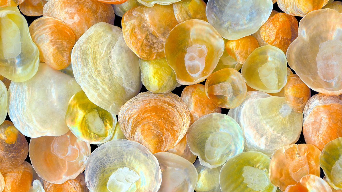 LewisPughFDN's tweet photo. ๐ถ Jingle shells ๐ถ are bivalves, a type of mollusc, mainly found on the Atlantic coast of North America. When strung together or carried in a container, they sound like bells, hence the name ๐๐ #12DaysofMerriment https://t.co/i3oUG1qs1U