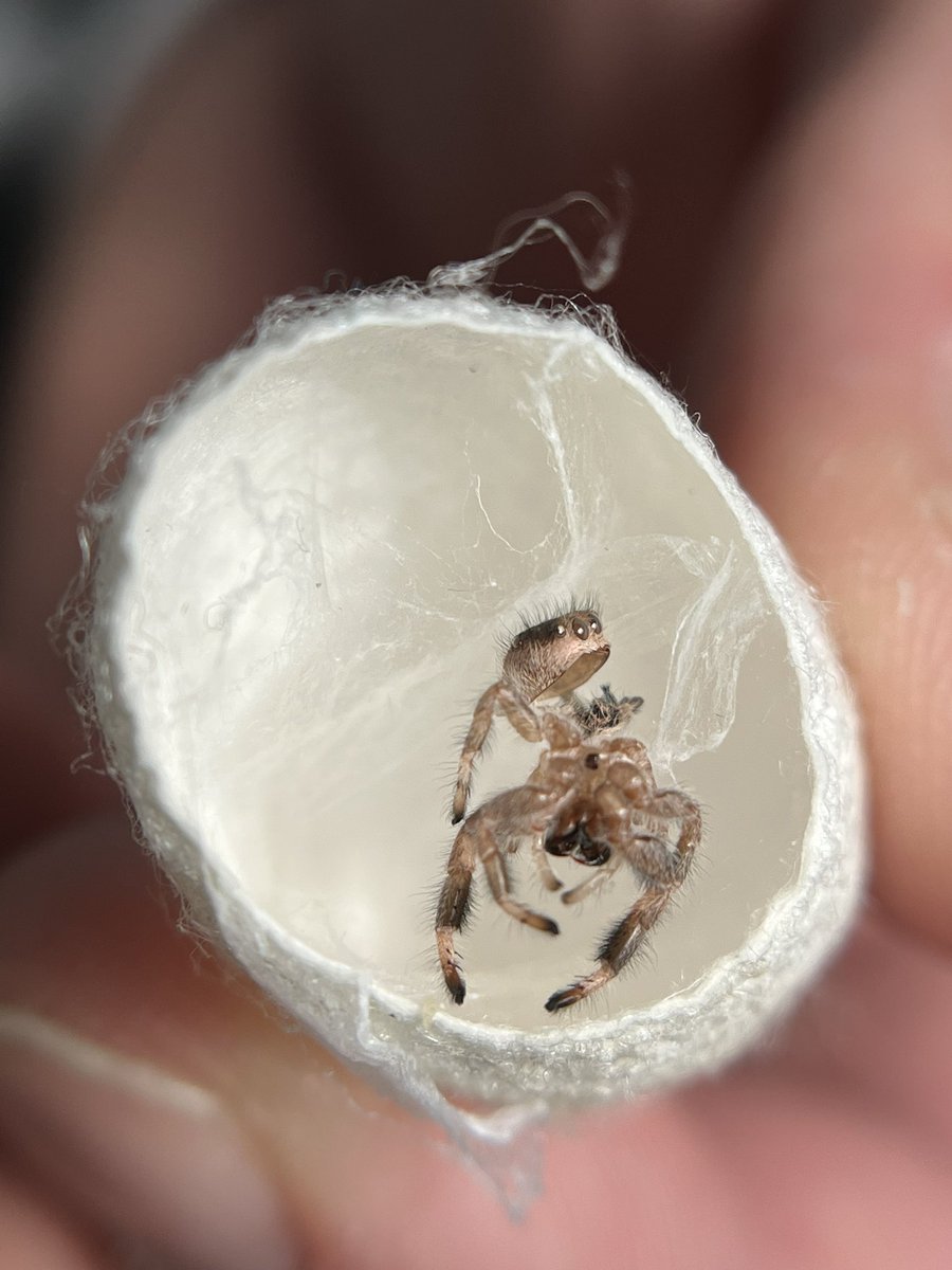 Ruby is growing. Her second molt with me. She’s now an i8. 
#jumpingspider #molt #i8