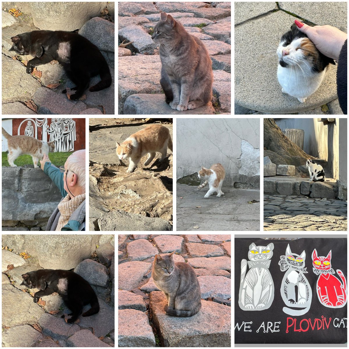 Et en plus chats sur le gâteau beaucoup de chats dans la vieille ville de Plovdiv. Que du bonheur 🥰 #Plovdiv #Bulgarie #chats