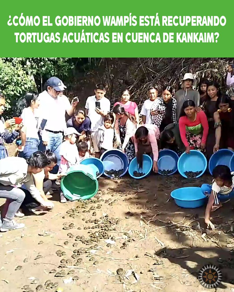 🤔 ¿Cómo <a href="/NacionWampis/">Gobierno Territorial Autónomo de la Nación Wampís</a>  está recuperando 🐢🐢tortugas acuáticas en cuenca Kankaim (río Morona)?🧵⬇️