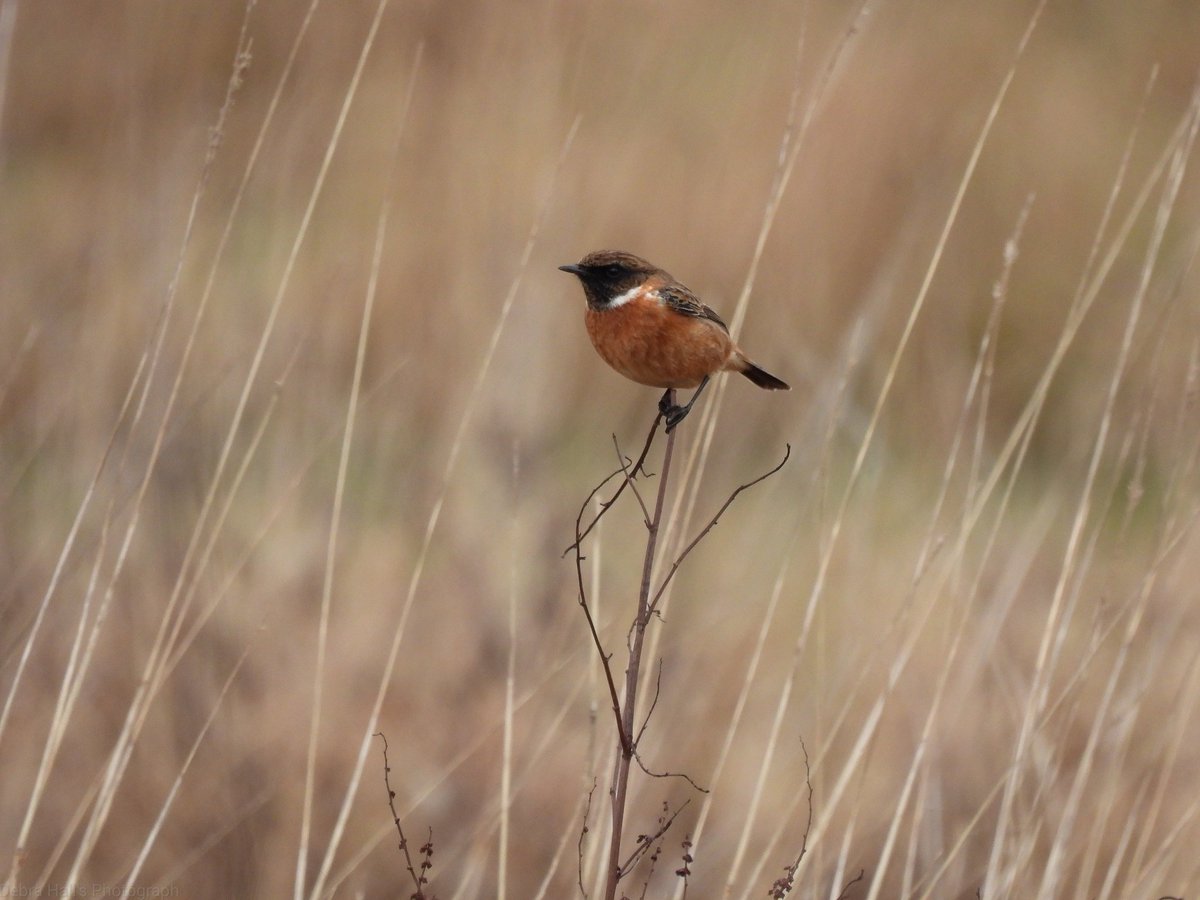 alwaysinascarf's tweet photo. Pair of Stonechats at Kingsthorpe meadows in horse field. #Northantsbirds  #wildlifebcn https://t.co/QF87czZVc3