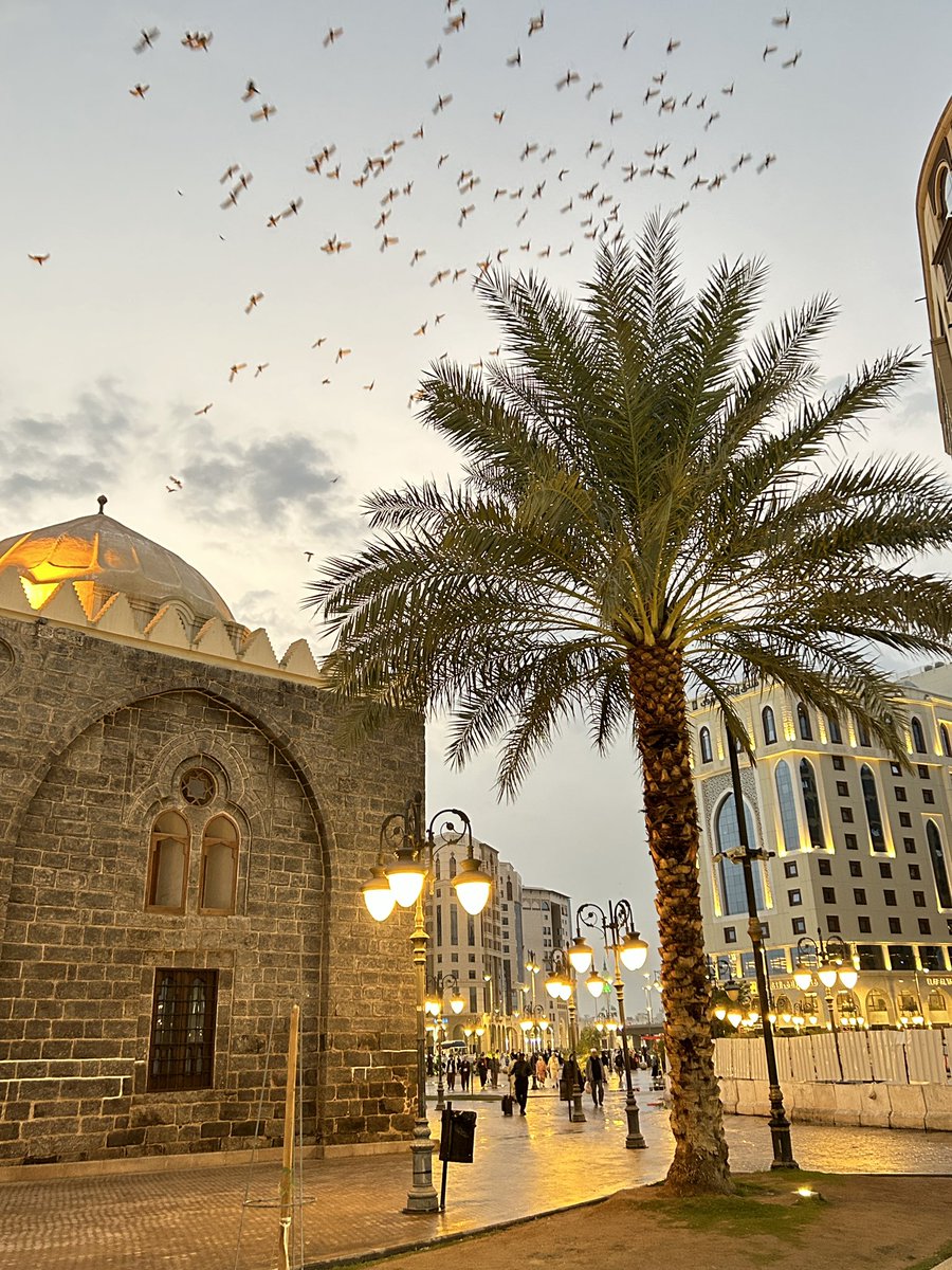 3_ishx's tweet image. vibes in medina🤍