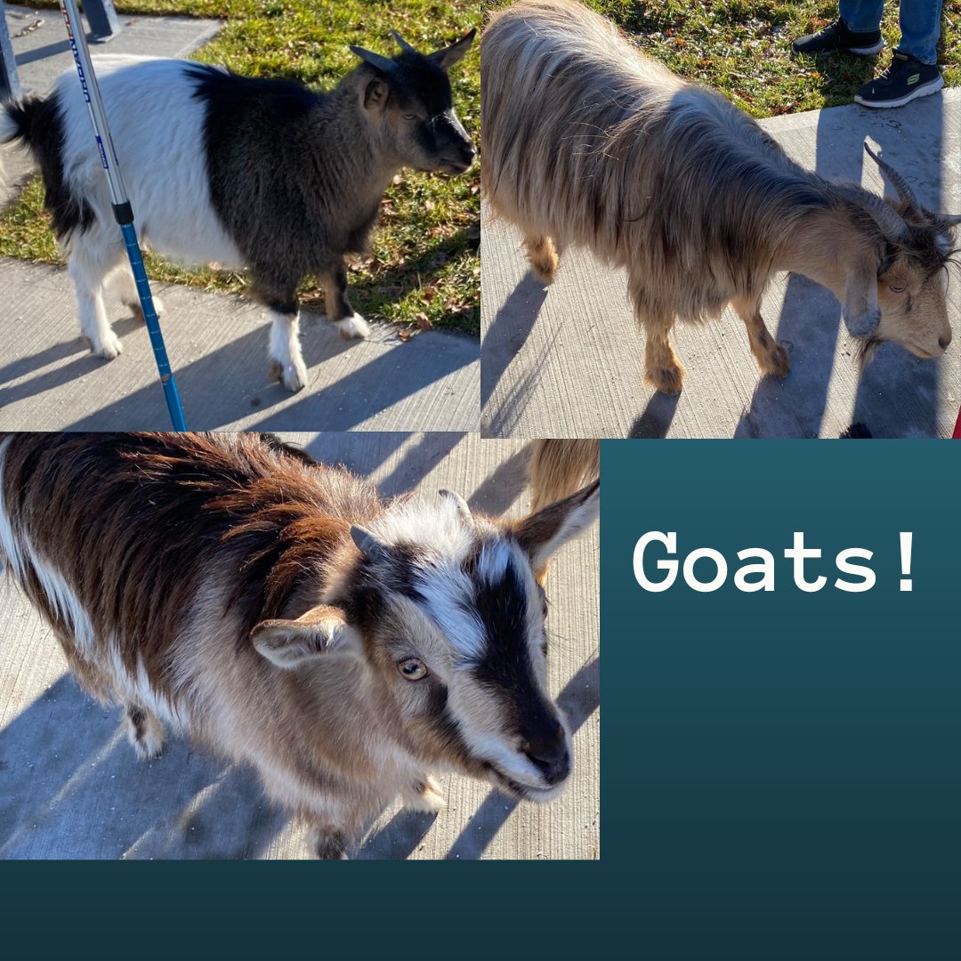 On our walk around the lake we saw goats! This was so unexpected what a delight! #liveyourbestlife #goats #pentictonbc