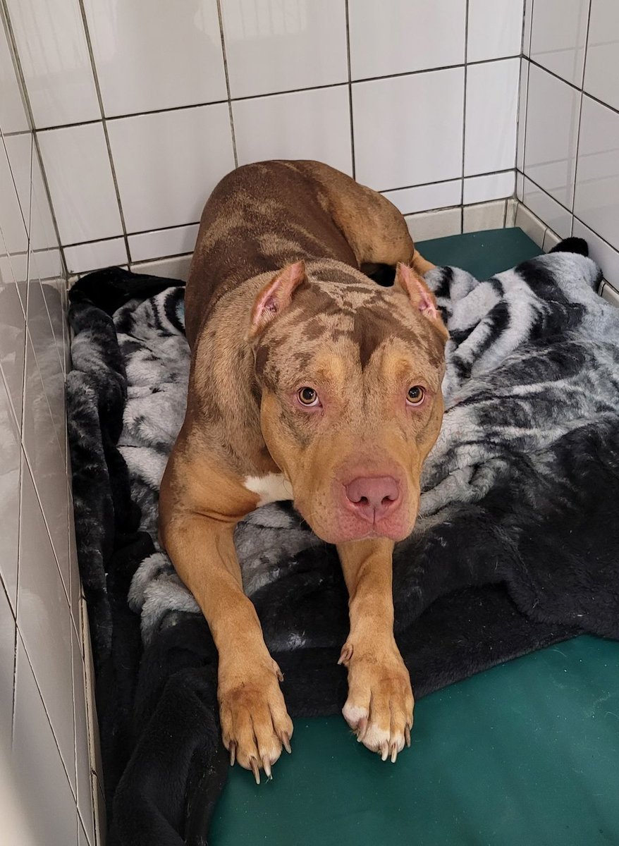 VERY URGENT, PLEASE RETWEET to help find the owner or a RESCUE SPACE FOR THIS FOUND/ABANDONED DOG #CHATHAM #KENT #UK  
FACING EUTHANASIA 31 DECEMBER 🆘🆘
'We are trying to locate the owner of this female that was found near Ash Tree Lane, Chatham today 28/12/23. She is chipped