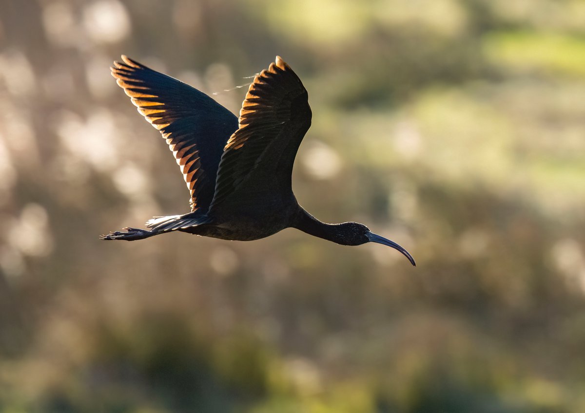 Incredible close views of the glossy ibis at St Aidans, in the late afternoon Boxing Day sun. <a href="/RSPBAireValley/">RSPB Fairburn Ings and RSPB St Aidan’s</a> <a href="/WakeyBirders/">Wakefield Birders</a> <a href="/yorkshirewild/">Steve Farley</a>