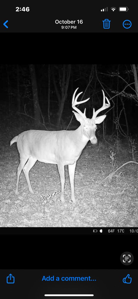 KaylieVanderWeg's tweet photo. How it started VS how it ended 
#southGAwhitetails #bigazzbucks https://t.co/F1mUclXr8A