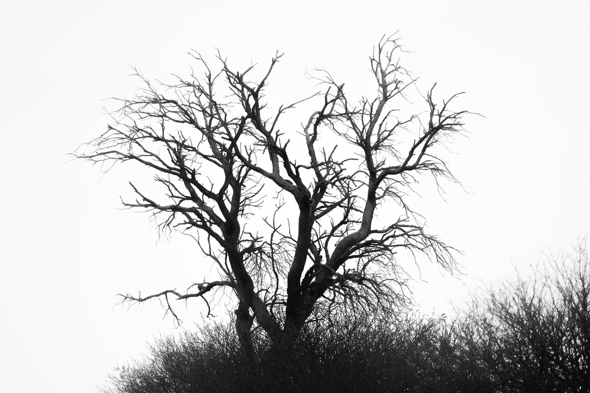 Bachblatt tweet media