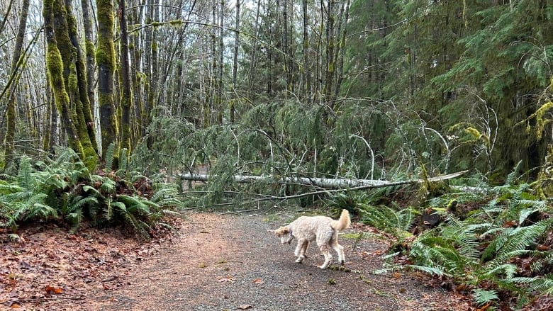 SilverStarTree1's tweet photo. Christmas Day windstorm leaves some 28,000 customers without power in B.C.
Power restoration work is underway in British Columbia on Tuesday after heavy rains and strong winds in parts of the province left thousands...
https://t.co/O0RJJDttFc
#silverstartreesbc
#treesbc https://t.co/ZApJlE9BZI