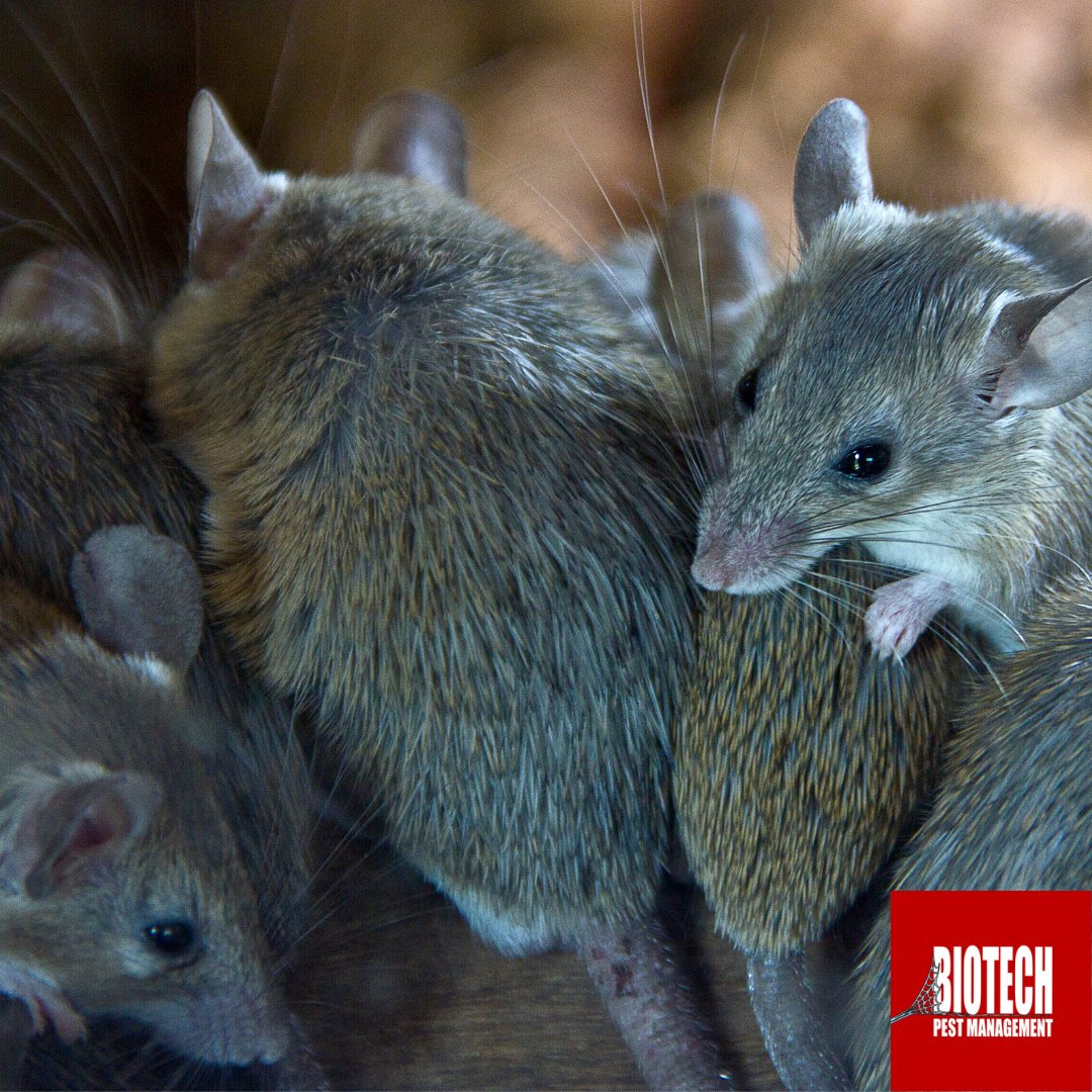 biotechpestsc's tweet photo. 🦟 🐝 Mosquitoes, flies, and bees might take the winter off...but don't worry, there's still plenty of mice, cockroaches, bed bugs and spiders to keep us busy! 🐀 🕷️ 

If you're having a #pestcontrol issue, contact 𝗕𝗶𝗼𝘁𝗲𝗰𝗵 𝗣𝗲𝘀𝘁 𝗠𝗮𝗻𝗮𝗴𝗲𝗺𝗲𝗻𝘁 today! https://t.co/4sIRscIRsx