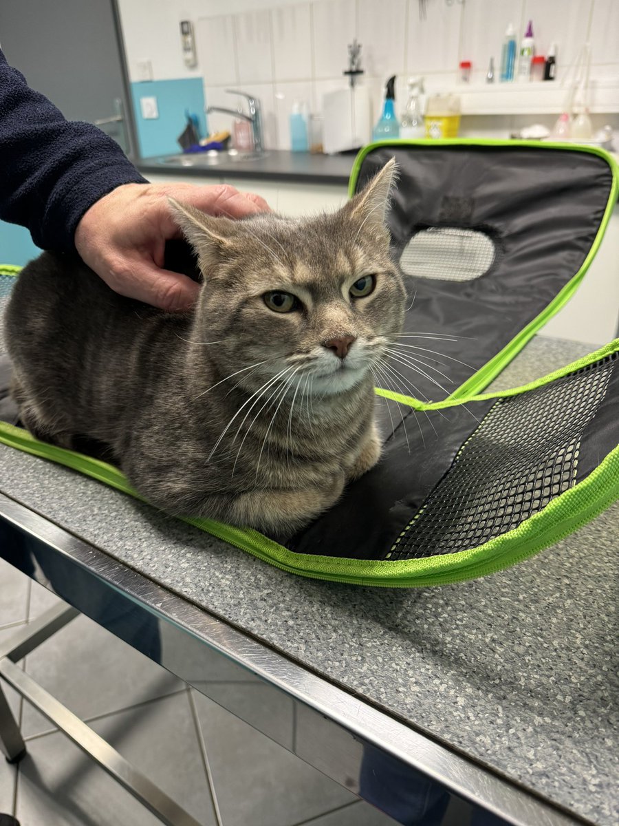 Lesp’titspoilus🐾 tweet media