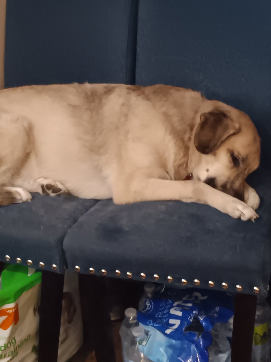 BroadwayT's tweet photo. @Phil_Sledge Sleepy girl https://t.co/MBjB3fatAV