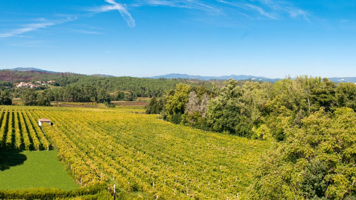 Let's take a moment this #ThrowbackThursday to admire the beauty of the lush #vineyards during summer.😍  Have you tried wines from the #VinhoVerde region yet?