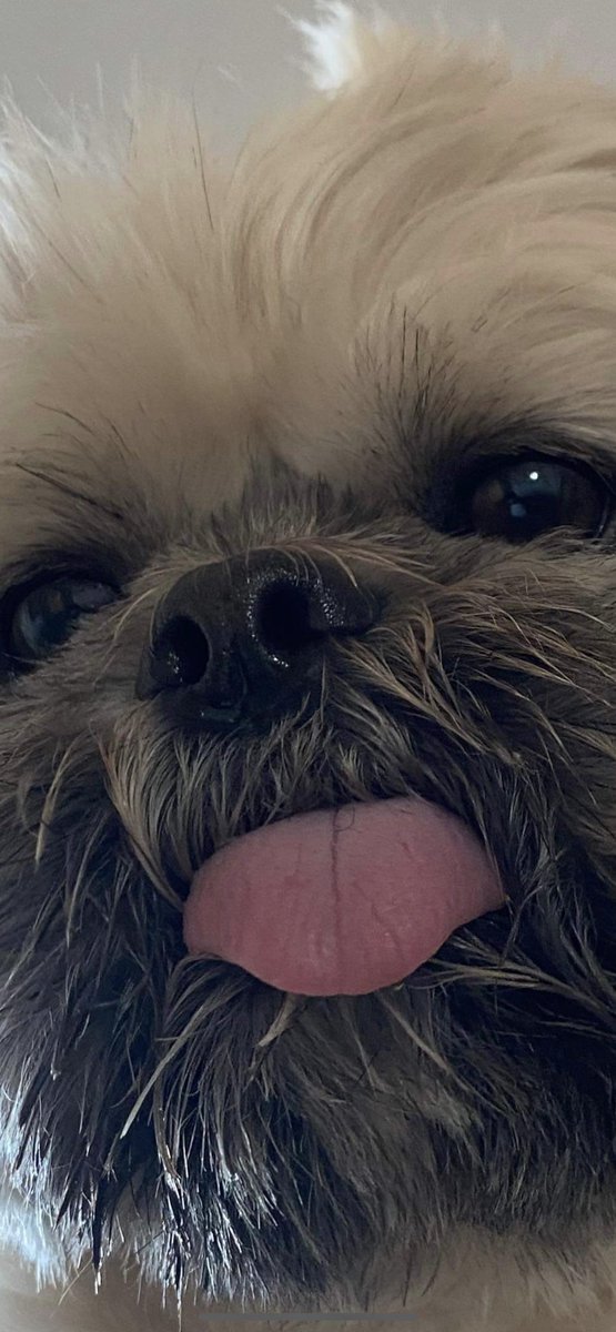 MrTeddyTedster (@andy_and_teddy) on Twitter photo 