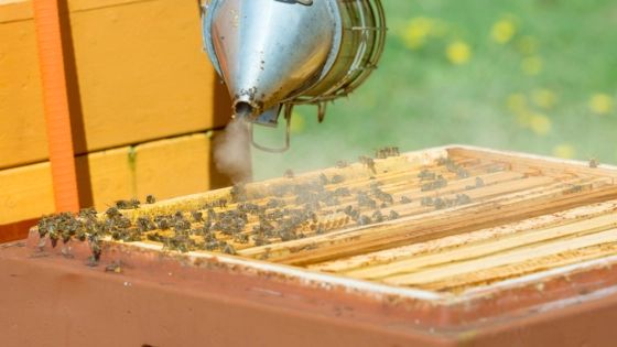 "I found myself encountering beekeeping in a way that very much dealt with my lived experience as a Black woman,"

Meet the Urban Apiarist Creating Community for Black Beekeepers
buff.ly/3RGvBGX