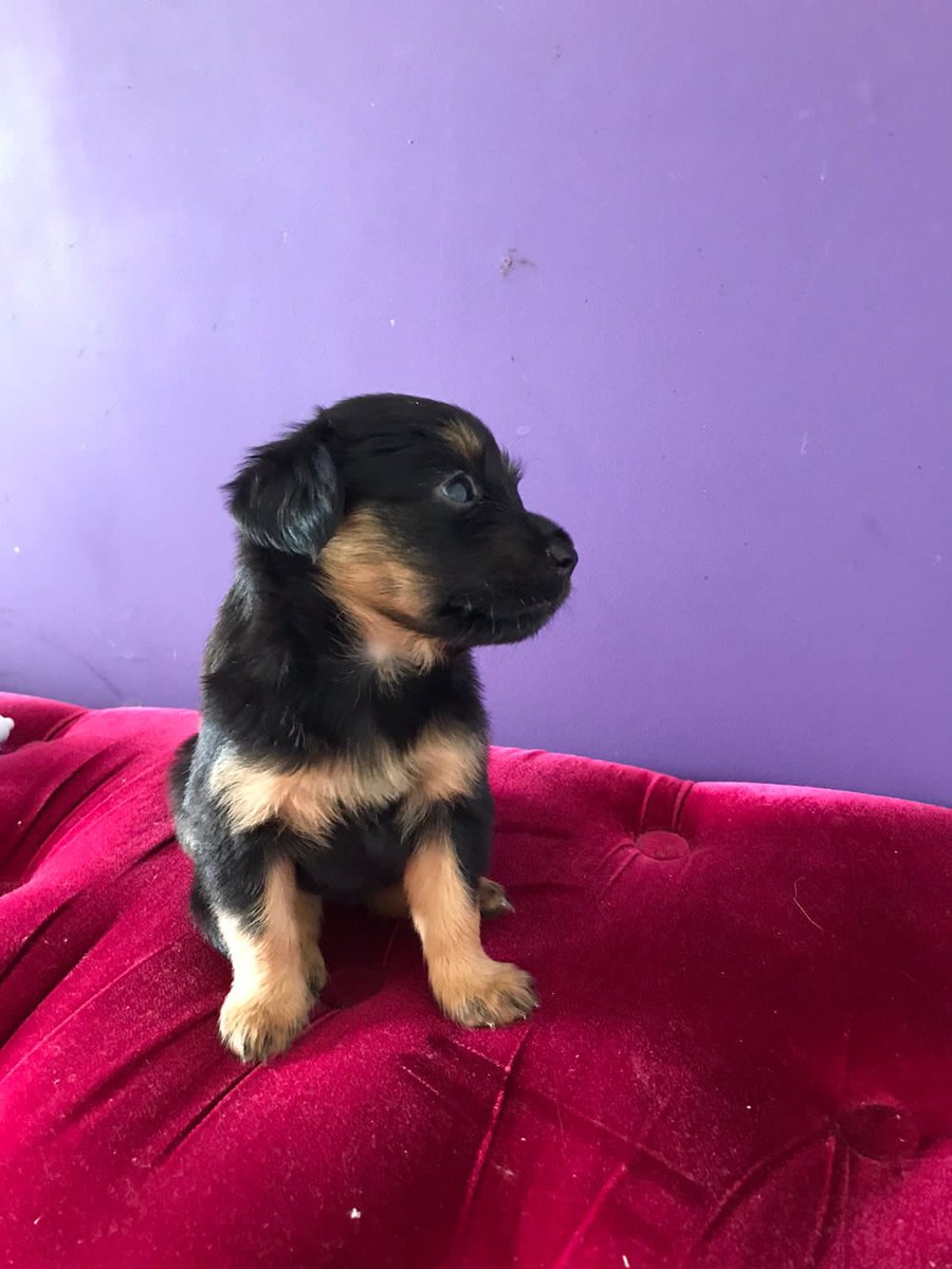 khaleesiys's tweet photo. ✨ ADOÇÃO RESPONSÁVEL ✨ 

oi pessoal, eu e meus irmãozinhos estamos pra adoção, mas só porque somos “vira latas” ninguém tem interesse 🥺

ajuda a gente a alcançar mais pessoas? somos 6 filhotinhos pra adoção responsável, no RJ. ❤️ https://t.co/Jqxwy85yBv