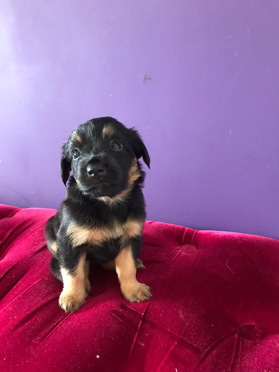 khaleesiys's tweet photo. ✨ ADOÇÃO RESPONSÁVEL ✨ 

oi pessoal, eu e meus irmãozinhos estamos pra adoção, mas só porque somos “vira latas” ninguém tem interesse 🥺

ajuda a gente a alcançar mais pessoas? somos 6 filhotinhos pra adoção responsável, no RJ. ❤️ https://t.co/Jqxwy85yBv