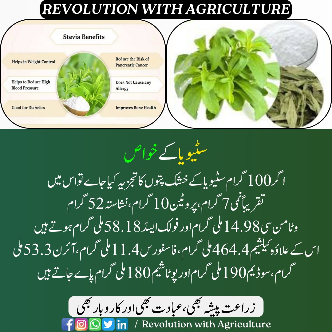 سٹیویا کے خواص:
#Revolution_with_Agriculture #agriculture #farmer #digitalagriculture #farming #sowing #crops #stevia #SteviaSweetener #NaturalSweetener #SteviaLife #sugarfree #steviaplant #zerocalories #Steviabenefits