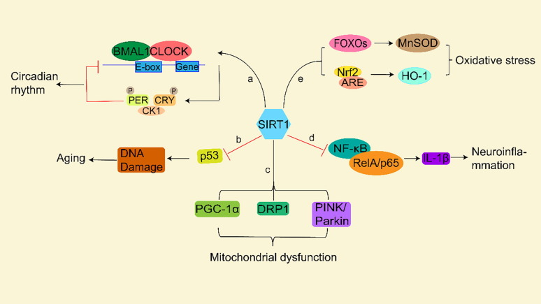 heniek_htw's tweet photo. The Beneficial Role of #Sirtuin 1 in Preventive or Therapeutic Options of Neurodegenerative Diseases
https://t.co/mHhkzc5JhU https://t.co/d3pIC06l5Y
