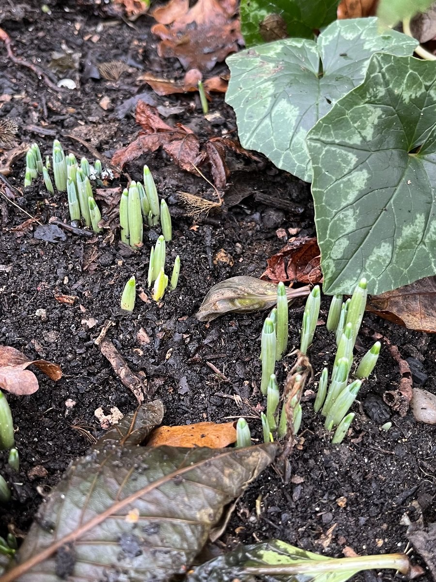 A blustery day’s #gardening. Spring is round the corner 💚🌱 #Hampshire #snowdrops