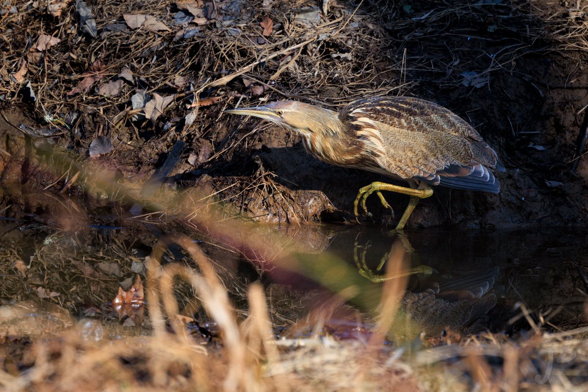 BLVD_DAWG's tweet photo. American Bittern hunting #TwitterNatureCommunity #BirdsSeenIn2023 #BirdTwitter #birding #birds #birdphotography #wildlifephotography #ThePhotoHour #birder #birdwatching #NaturePhotography #BirdsOfTwitter #americanbittern https://t.co/hanf1N5lOG