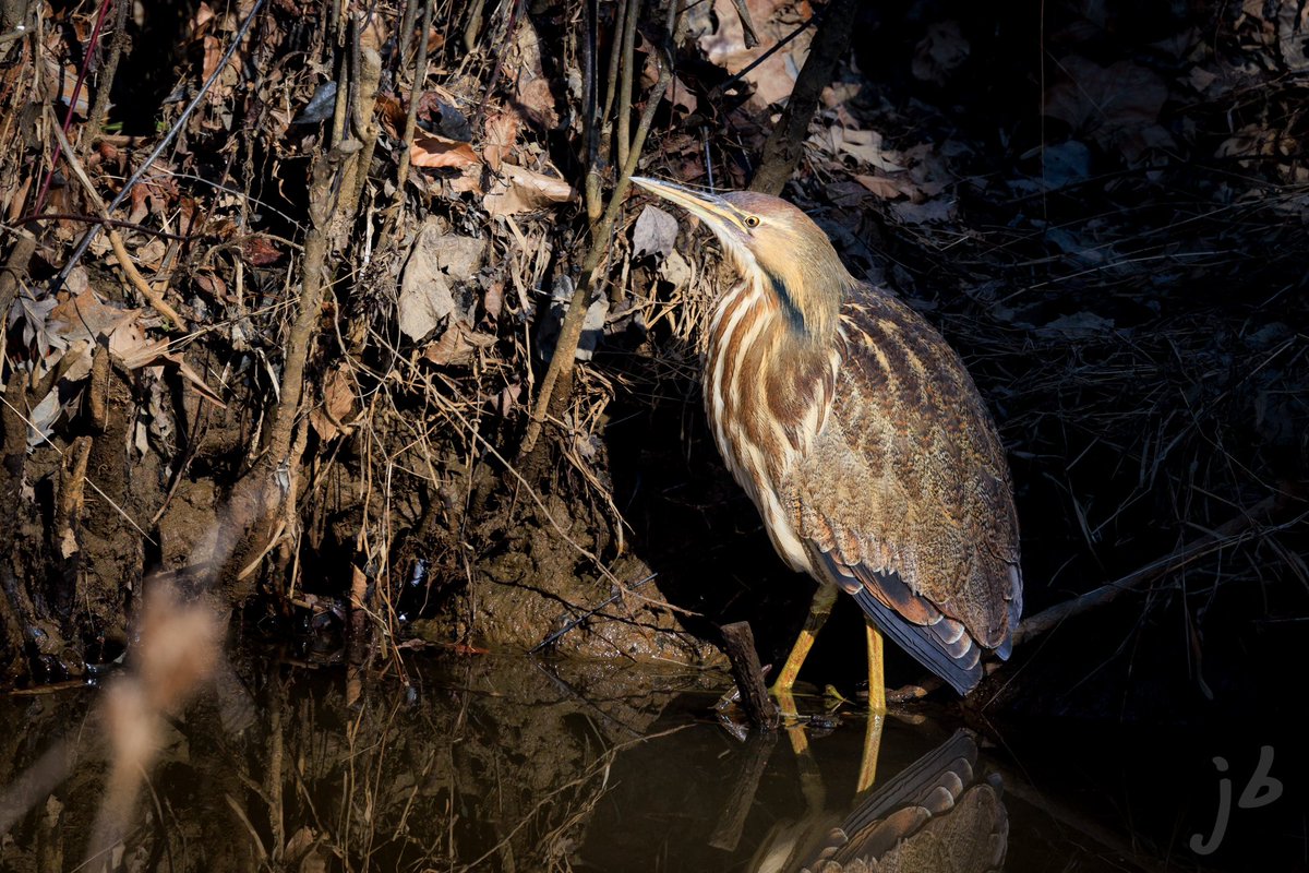 BLVD_DAWG's tweet photo. American Bittern hunting #TwitterNatureCommunity #BirdsSeenIn2023 #BirdTwitter #birding #birds #birdphotography #wildlifephotography #ThePhotoHour #birder #birdwatching #NaturePhotography #BirdsOfTwitter #americanbittern https://t.co/hanf1N5lOG