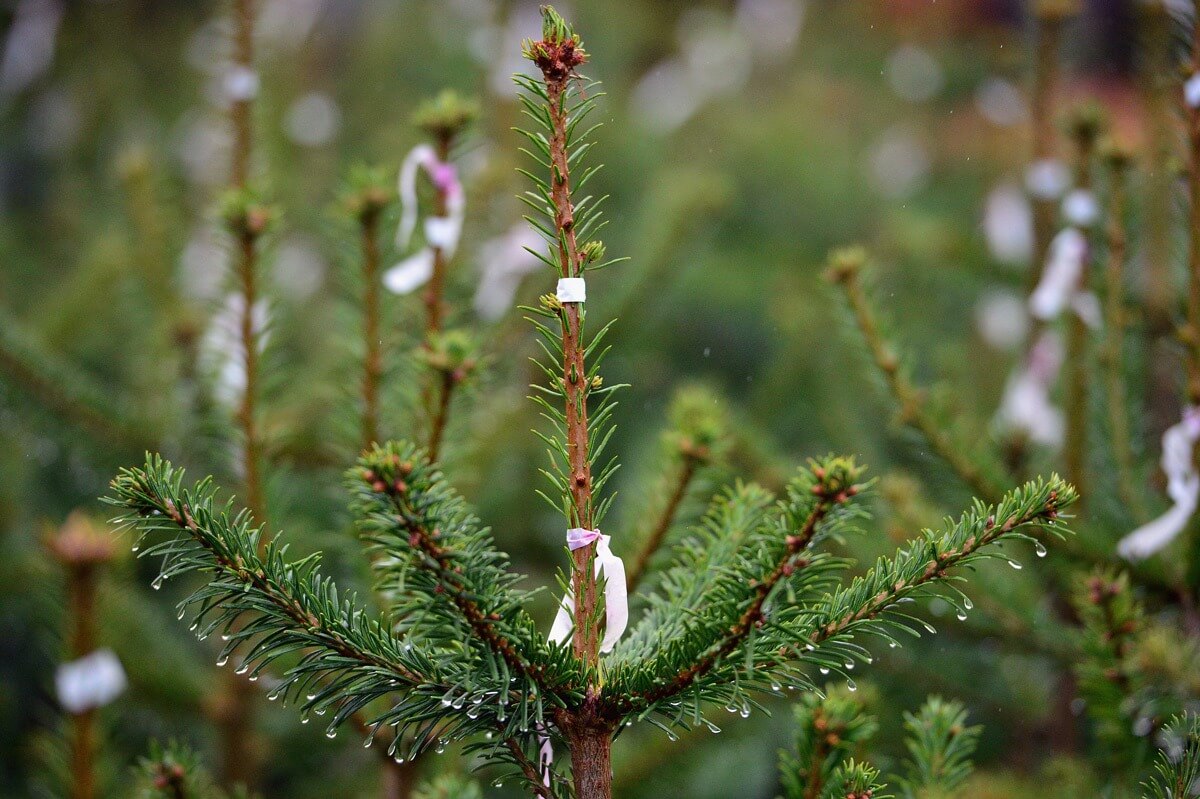 November is a terrific time to visit the #AppleHll farms - and pick up a Christmas tree, too! bit.ly/48rPzwy