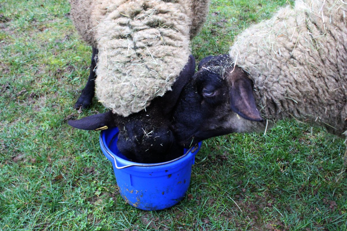 Ella Matte tweet media