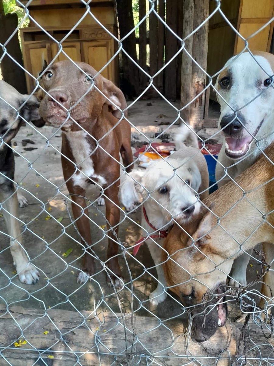 Me cuentan que estos animales serán sacrificados, porque no encuentran familias que quieran adoptarlos. Pueden tomar este caso por favor <a href="/defensanimalpy/">Dirección Nacional de Defensa Animal</a> Me parece grave. <a href="/npyoficial/">NPY Oficial</a> <a href="/AM_1080/">Monumental AM 1080</a> <a href="/Telefuturo/">Telefuturo</a> <a href="/latelePy/">latele</a>