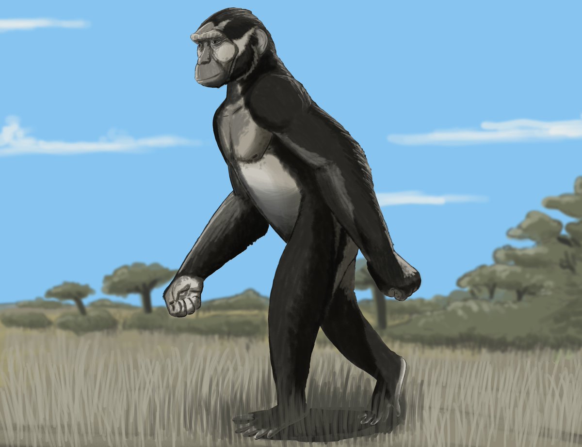 Sahelanthropus tchadensis

Monke walkin in a wooded savannah

#paleoart #sahelanthropus #hominina #humanevolution