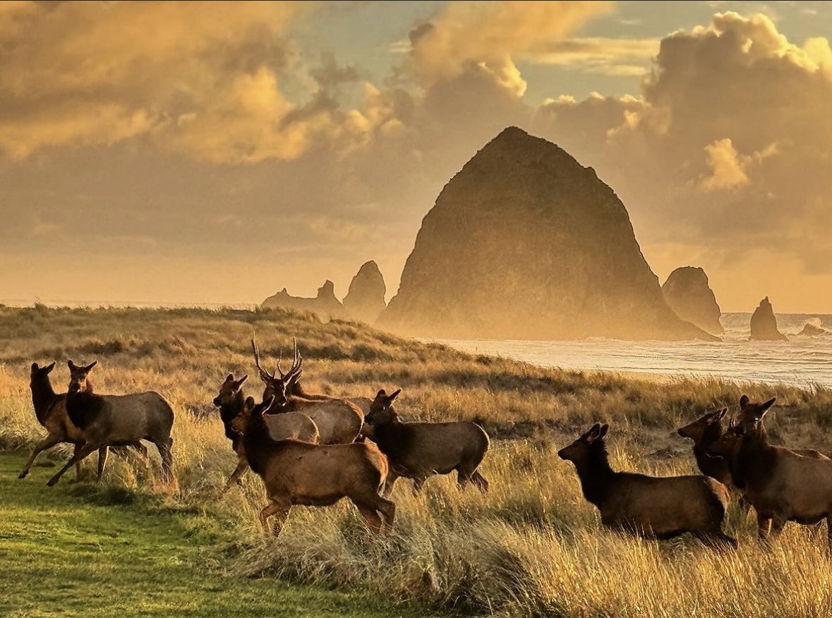 ThePeoplesCoast's tweet image. Happy Holidays from our furry locals to your (possibly furry) families 💚

📷 saltyraven (IG)

#thepeoplescoast #cannonbeach #haystackrock