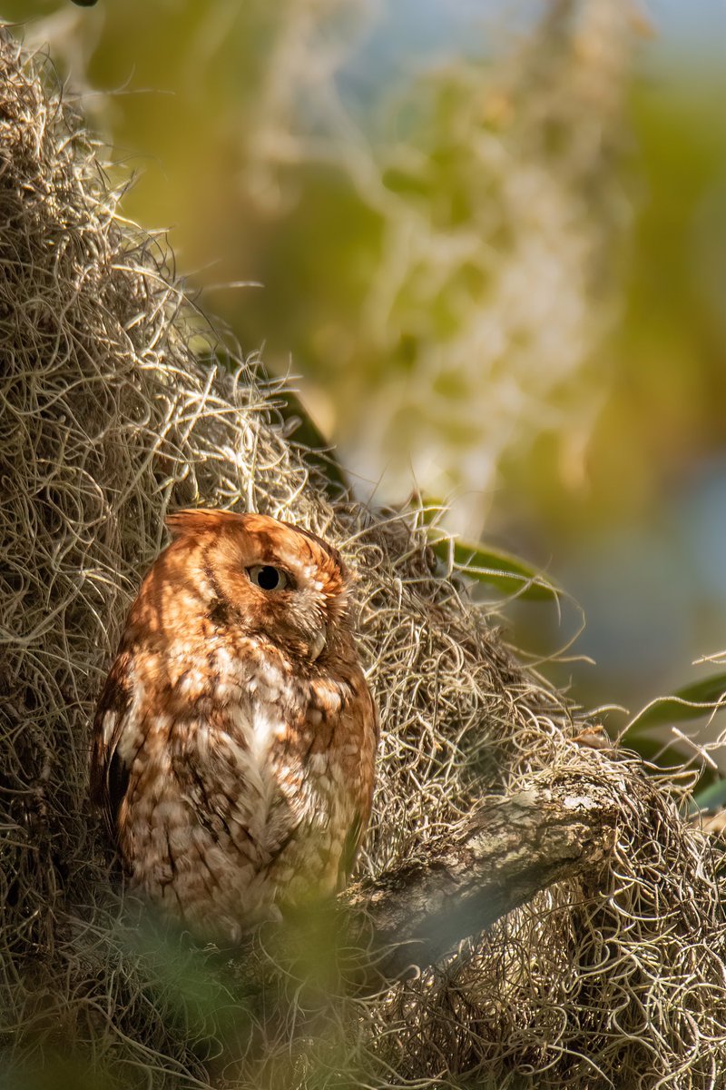 GOOD EVENING #TwitterNatureCommunity 📸🦉 Here’s another look at that Eastern Screech Owl (Red Morph). This one loved the Spanish moss and used it to blend into the entire day! #BirdsOfTwitter #birds #TwitterNaturePhotography