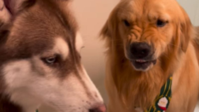 bnews_oficial's tweet photo. Vídeo: Golden retriever com "defeito de fábrica" tem reação inusitada e choca web #goldenretriever #defeito #cachorro #pet
Leia Mais: https://t.co/6gen224NQX https://t.co/4dDBcPxXkS
