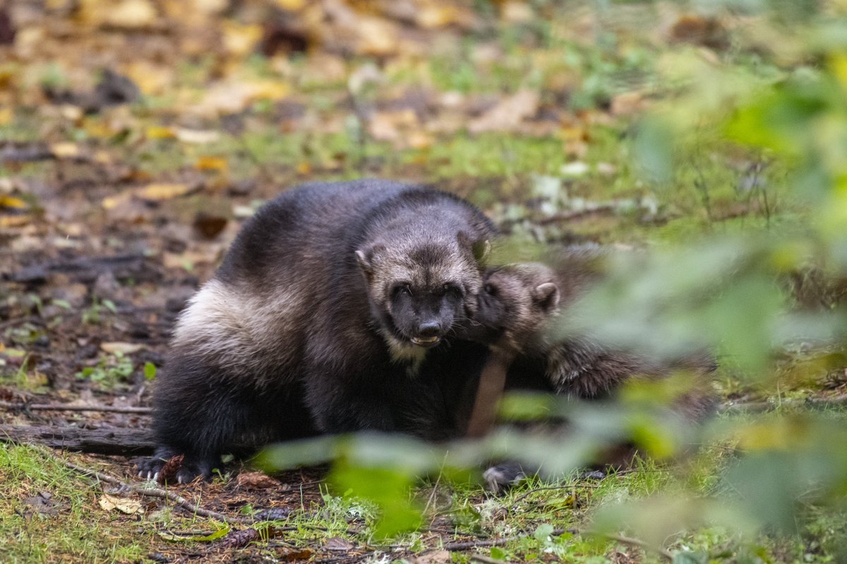 Today, we spotlight the wolverine for the #EndangeredSpeciesAct’s 50th anniversary! North American wolverines are rare in the wild, with fewer than 300 in the lower 48 U.S. states. (1/2)