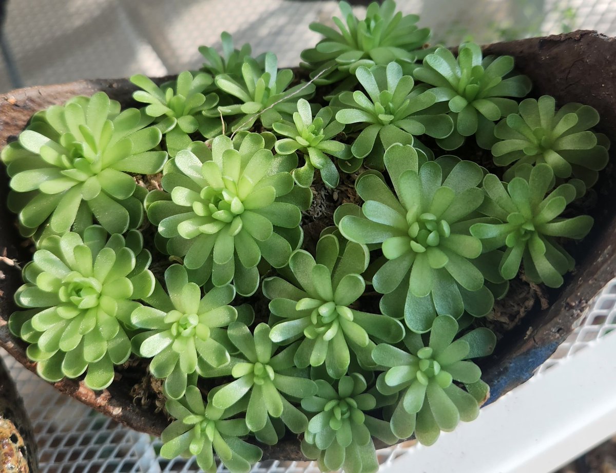 bagjeon78652799's tweet image. #부산 #다육이