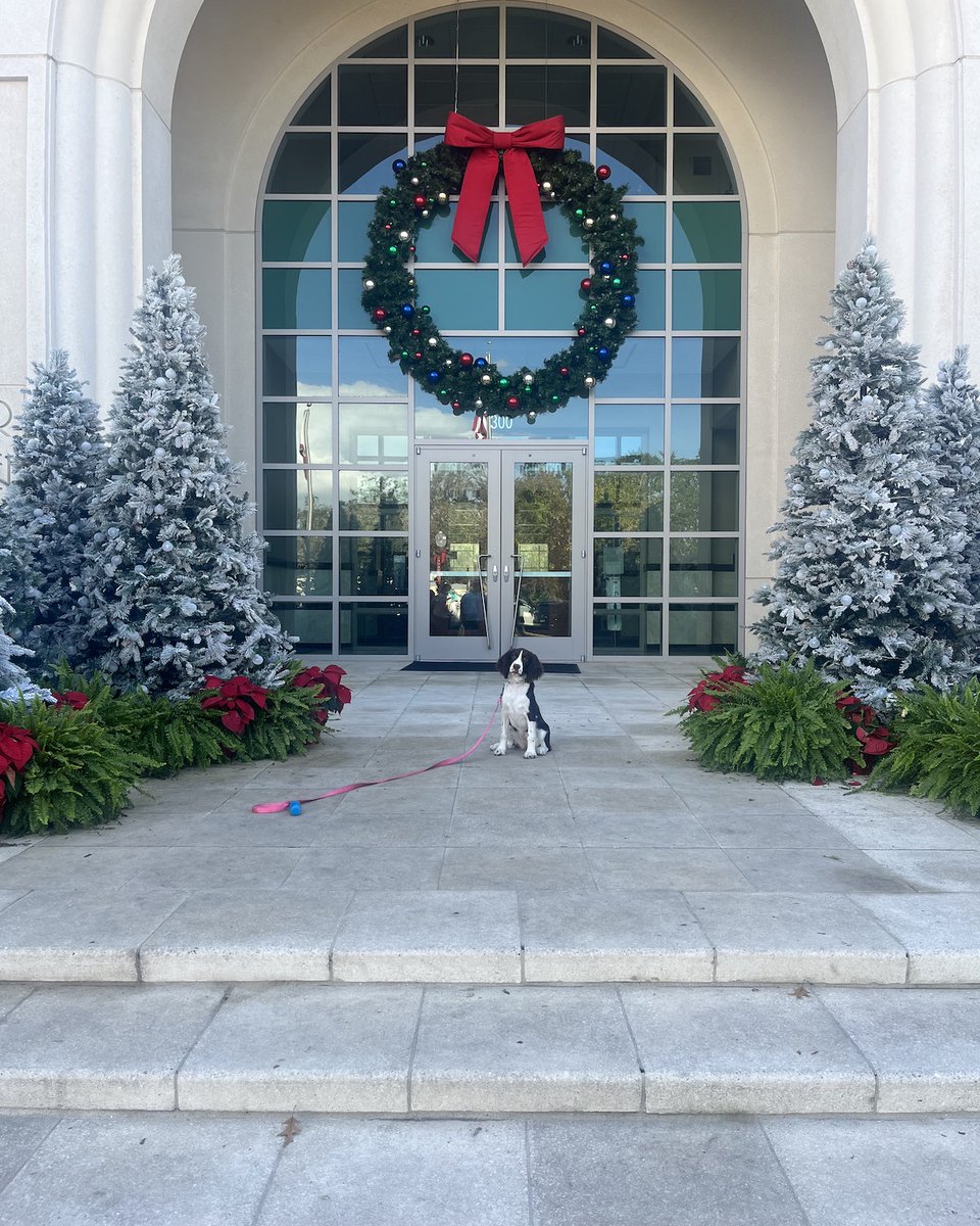 Suburban_K9's tweet image. Who else misses the holidays??

Greta sure does!

#dogtraining #dogtrainers #dogtrainingadvice #dogs #wintergardendogtraining