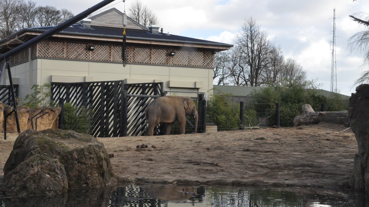 BornFreeUSA's tweet photo. 🐘 Our colleagues in the UK at #BornFreeFoundation have raised concerns for #DublinZoo’s #elephants, who were recently transferred to the #CincinnatiZoo, separating family members and breaking up critical family bonds.
Read more here: https://t.co/TdsNTb2NtK https://t.co/MwjGv50pkS